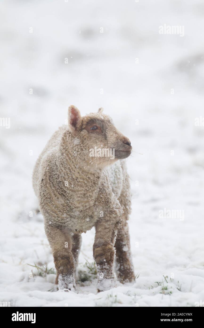 Inländische Schaf (Ovis aries) in einem schneebedeckten Feld, Suffolk, England, Vereinigtes Königreich Stockfoto