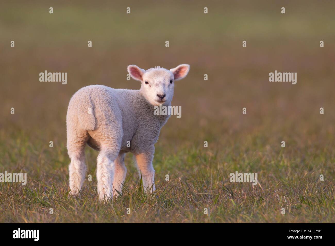 Inländische Schaf (Ovis aries) in eine Rasenfläche, Suffolk, England, Vereinigtes Königreich Stockfoto