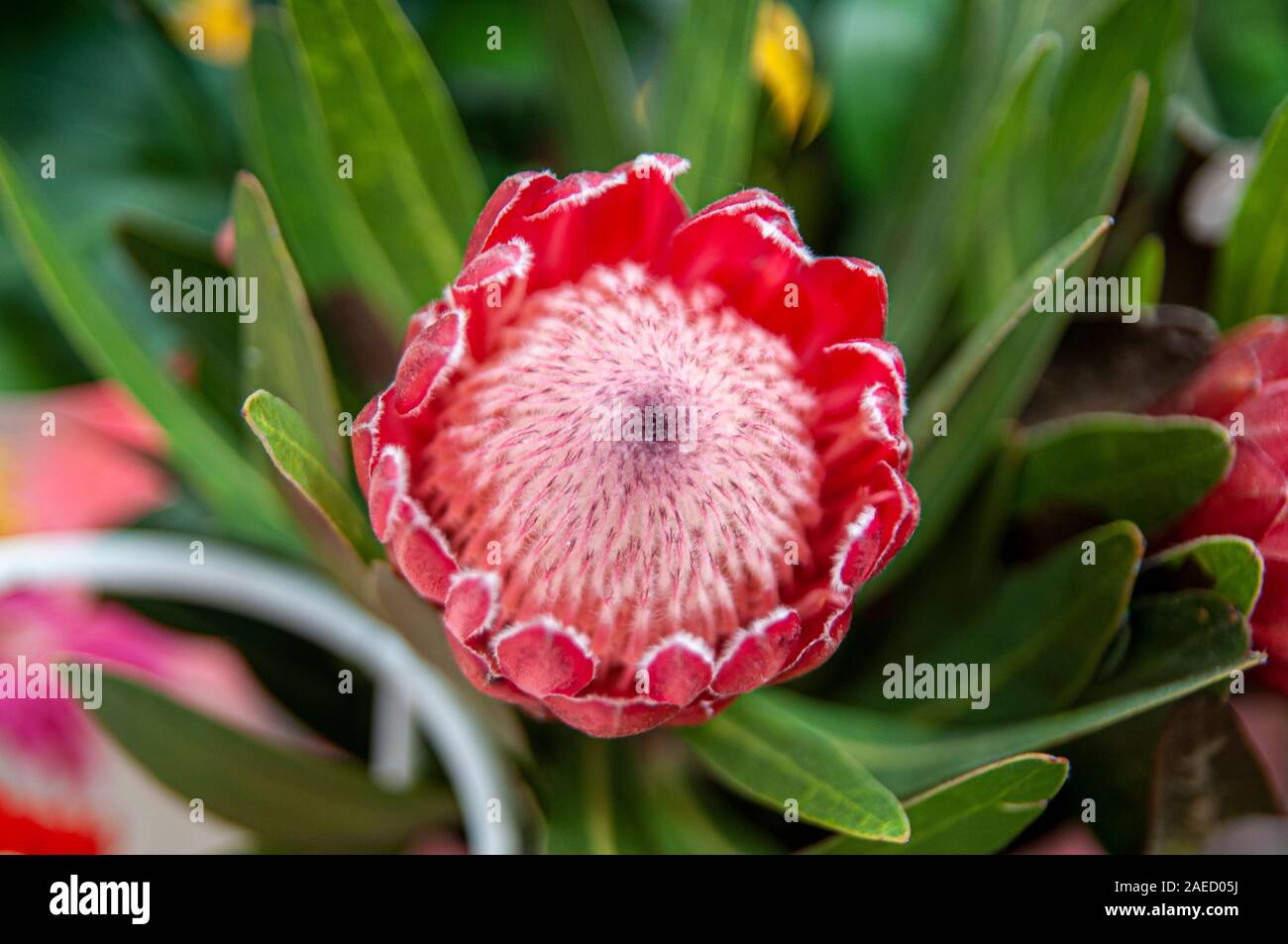 Die Blütezeit des Königs Protea (Protea Cynaroides) var in einem Garten. In Aveiro, Portugal fotografiert. Stockfoto