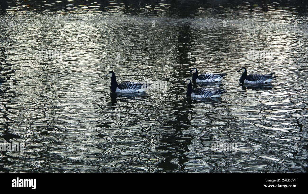 Vier nonnengänse sind Schwimmen im kalten, schwarzen Wasser an einem kalten Wintertag in Malmö, Schweden Stockfoto