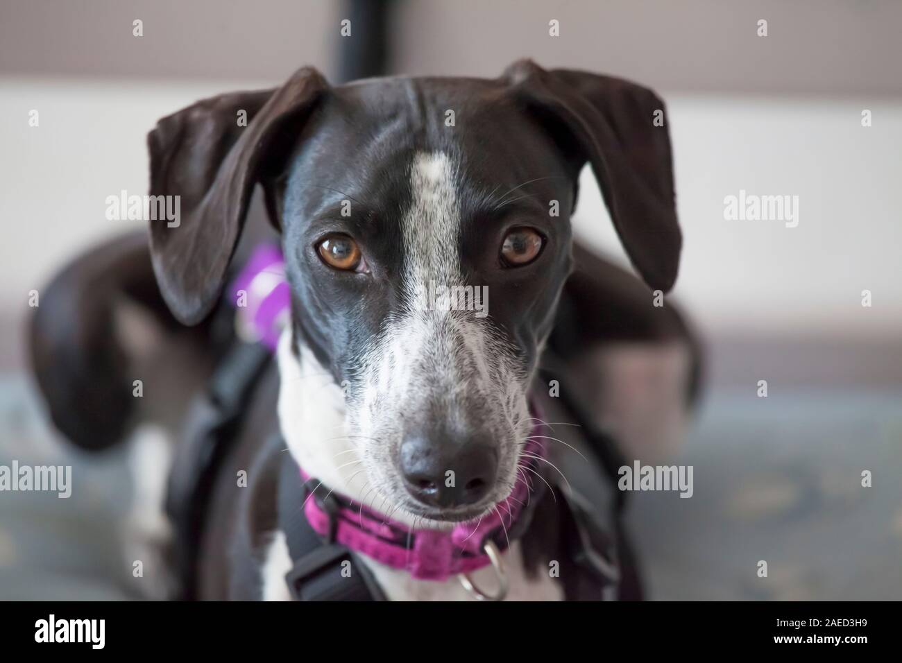 Ein kleiner Windhund mit einem insularen, aber direkten Blick Stockfoto