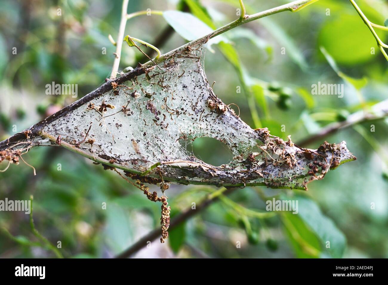 Motte Hermelin vogel Kirsche (Yponomeuta evonymellus) verstrickt in einem Spinnennetz von Blättern und Zweigen von Bäumen Stockfoto
