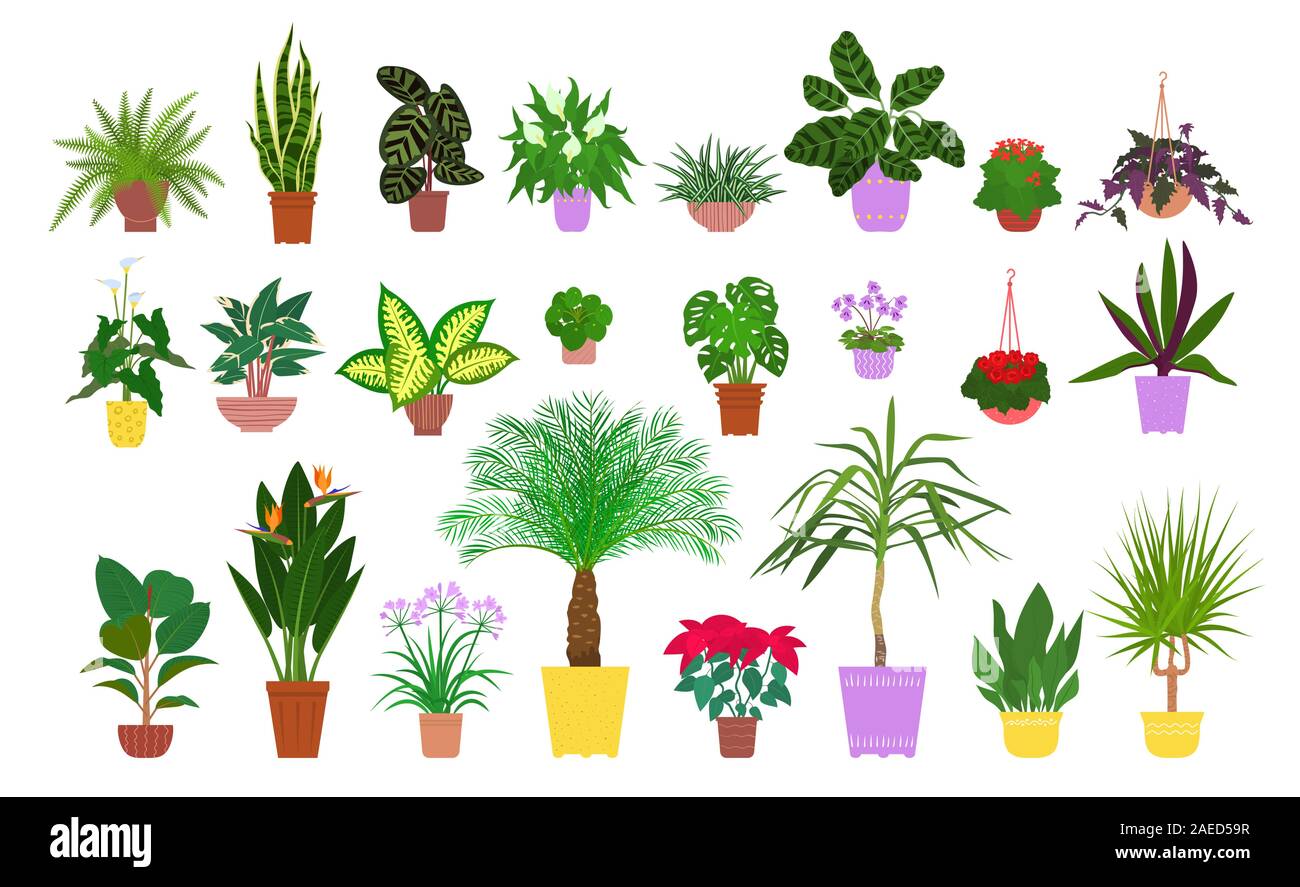 Satz von verschiedenen Topfpflanzen tropischer Zimmerpflanzen. Flat Style Vektor Stock Vektor