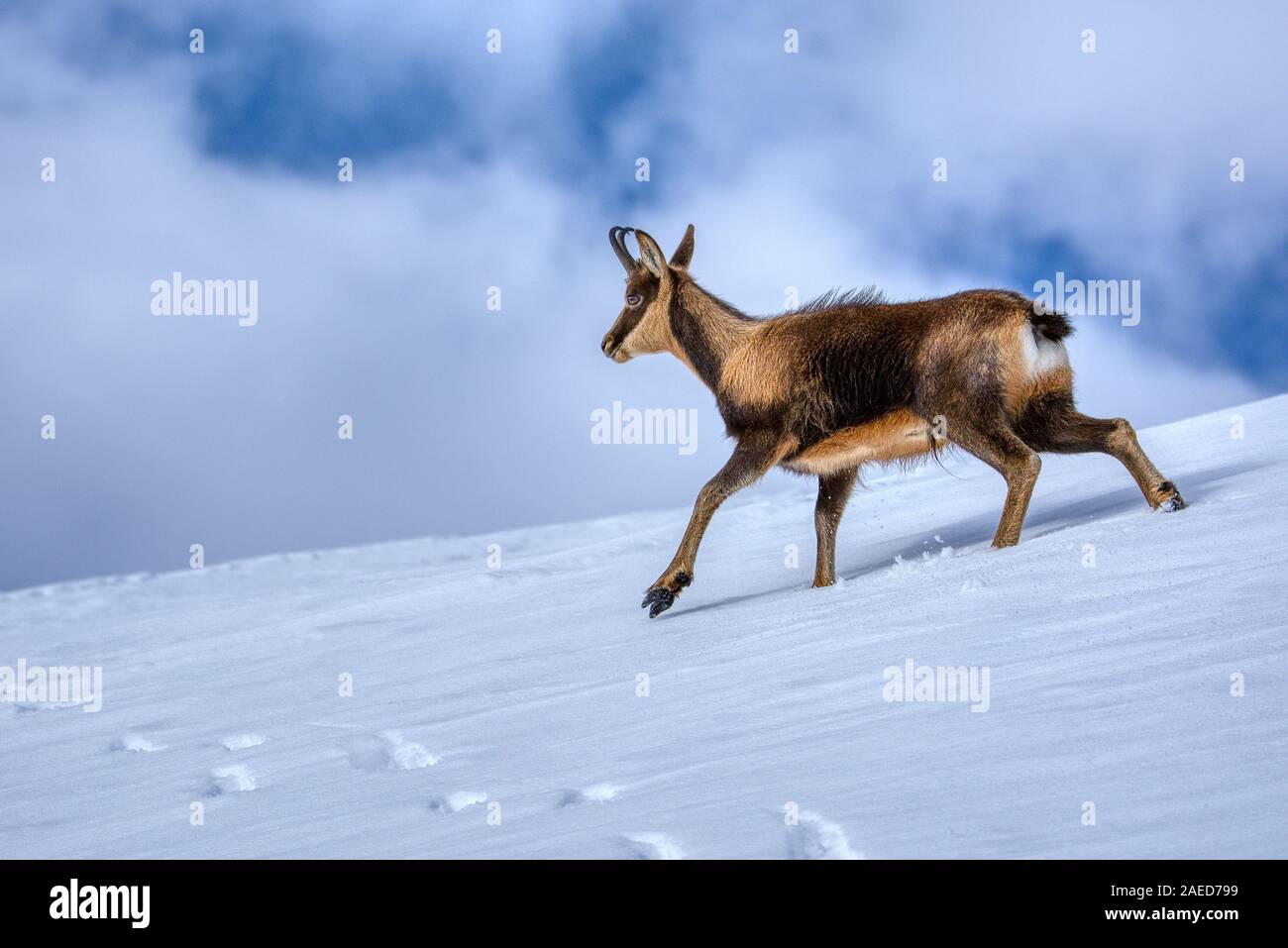 Gemsen im Schnee auf den Gipfeln der Nationalpark Picos de Europa in Spanien. Rebeco, Rupicapra rupicapra. Stockfoto