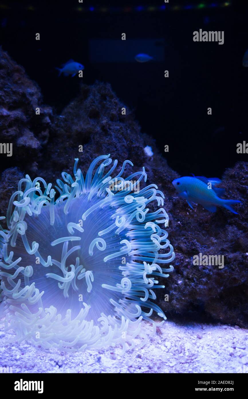 Leuchtende Meer anemonea und Fische in Becken mit Korallen Bildung im Hintergrund und sichtbaren sand Boden. Stockfoto