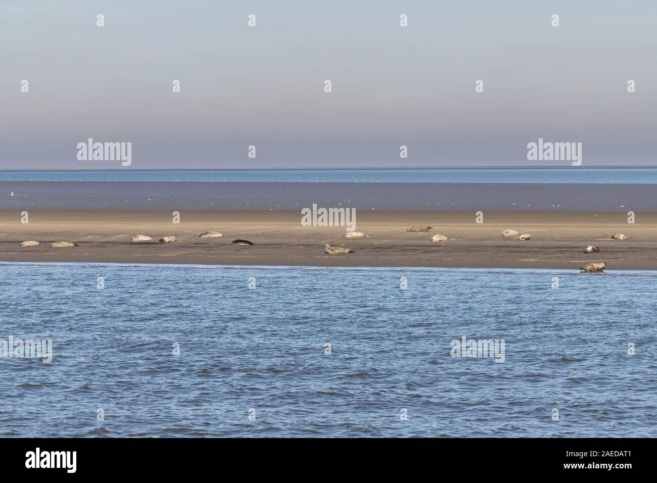 Seehunde Ausruhen in der Sonne auf einer Sandbank in der Elbmündung Stockfoto