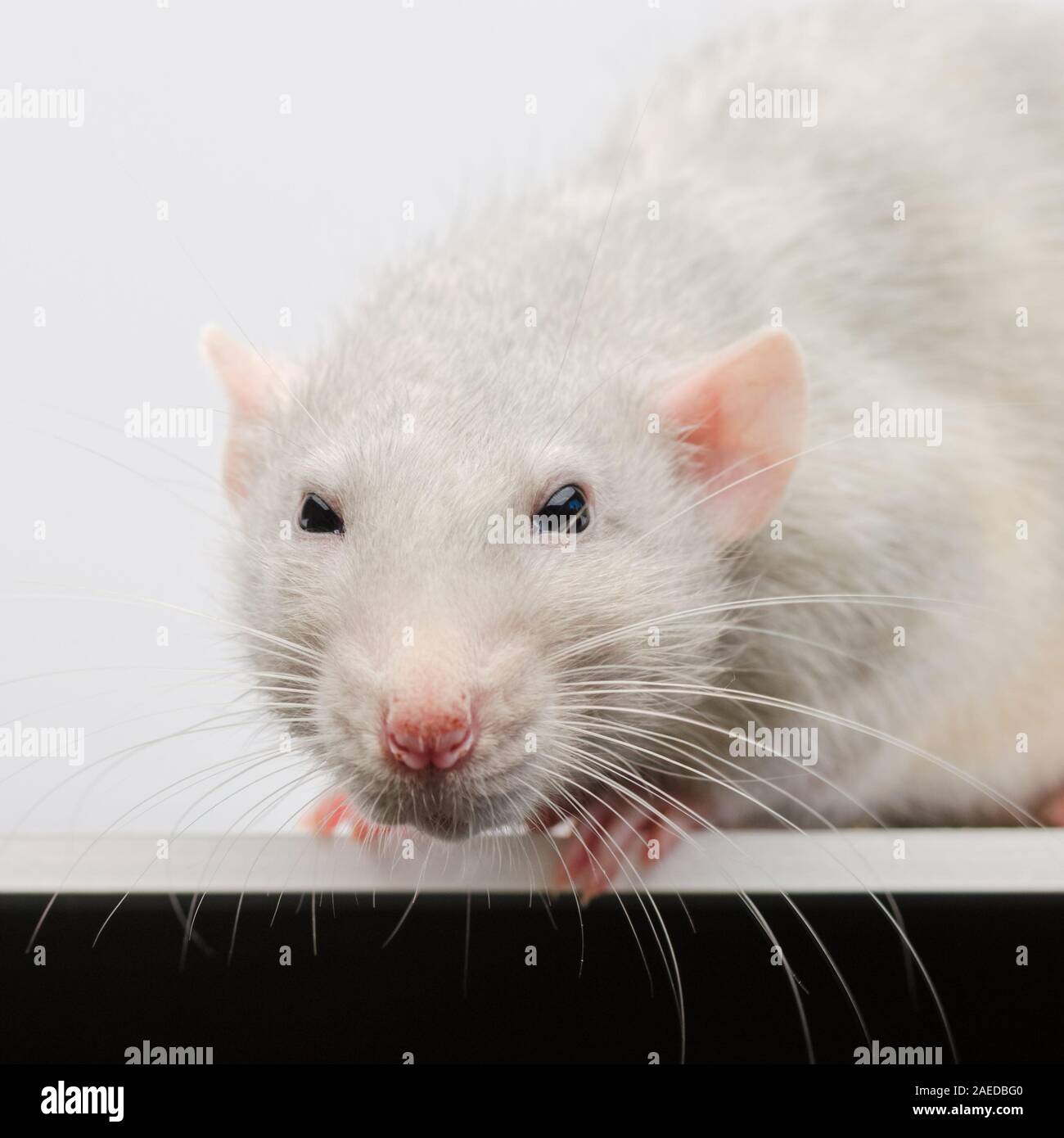 Fang von einer weißen Ratte close-up. Silber Ratte direkt auf die Linse der Kamera. Stockfoto