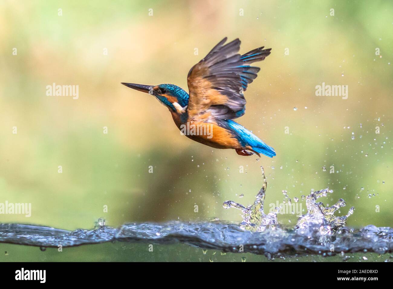 Gemeinsamen Europäischen Eisvogel (Alcedo atthis). Fluss Kingfisher tauchen und sich aus Wasser und zurück fliegen Suche post auf grünem Hintergrund Stockfoto