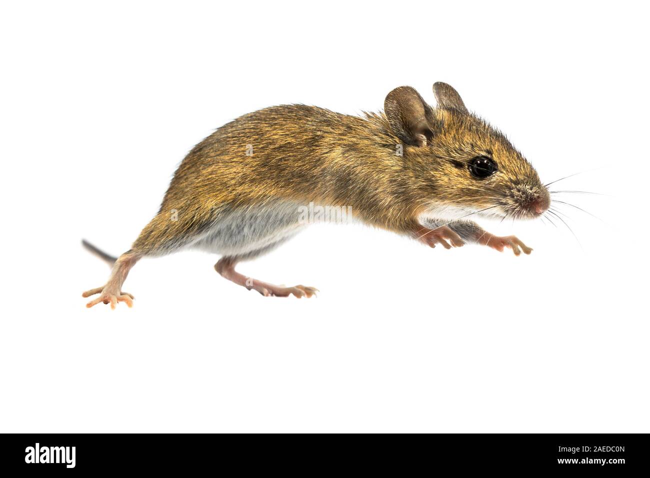 Leaping Holz Maus (APODEMUS SYLVATICUS) auf weißem Hintergrund. Dieses nette schauende Maus ist in den meisten Teilen Europas über gefunden und ist eine sehr häufige und Stockfoto