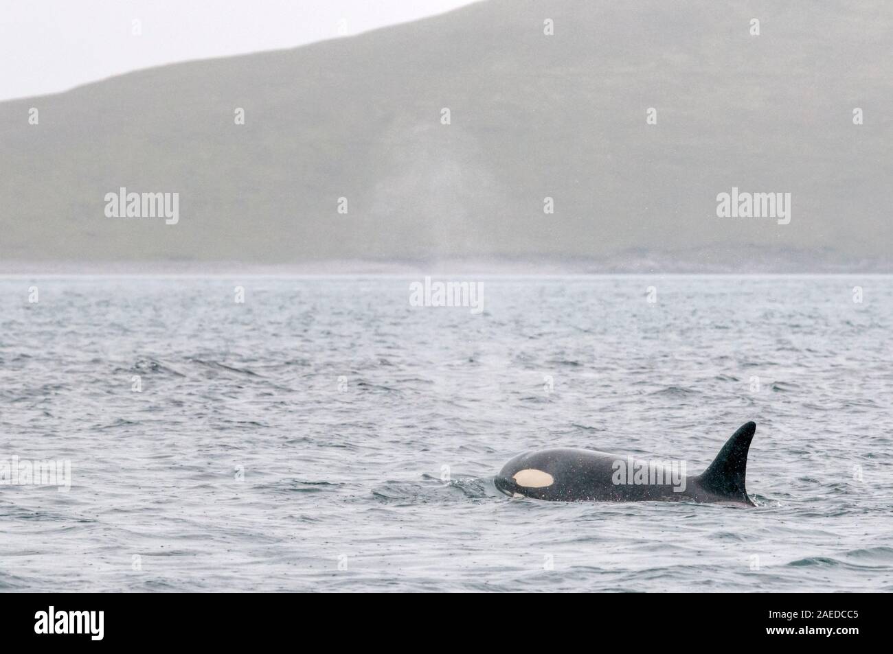 Killer Whale, Orcinus orca, Jagd Dichtung in Dury Voe, Shetland Inseln im Nordatlantik. Stockfoto