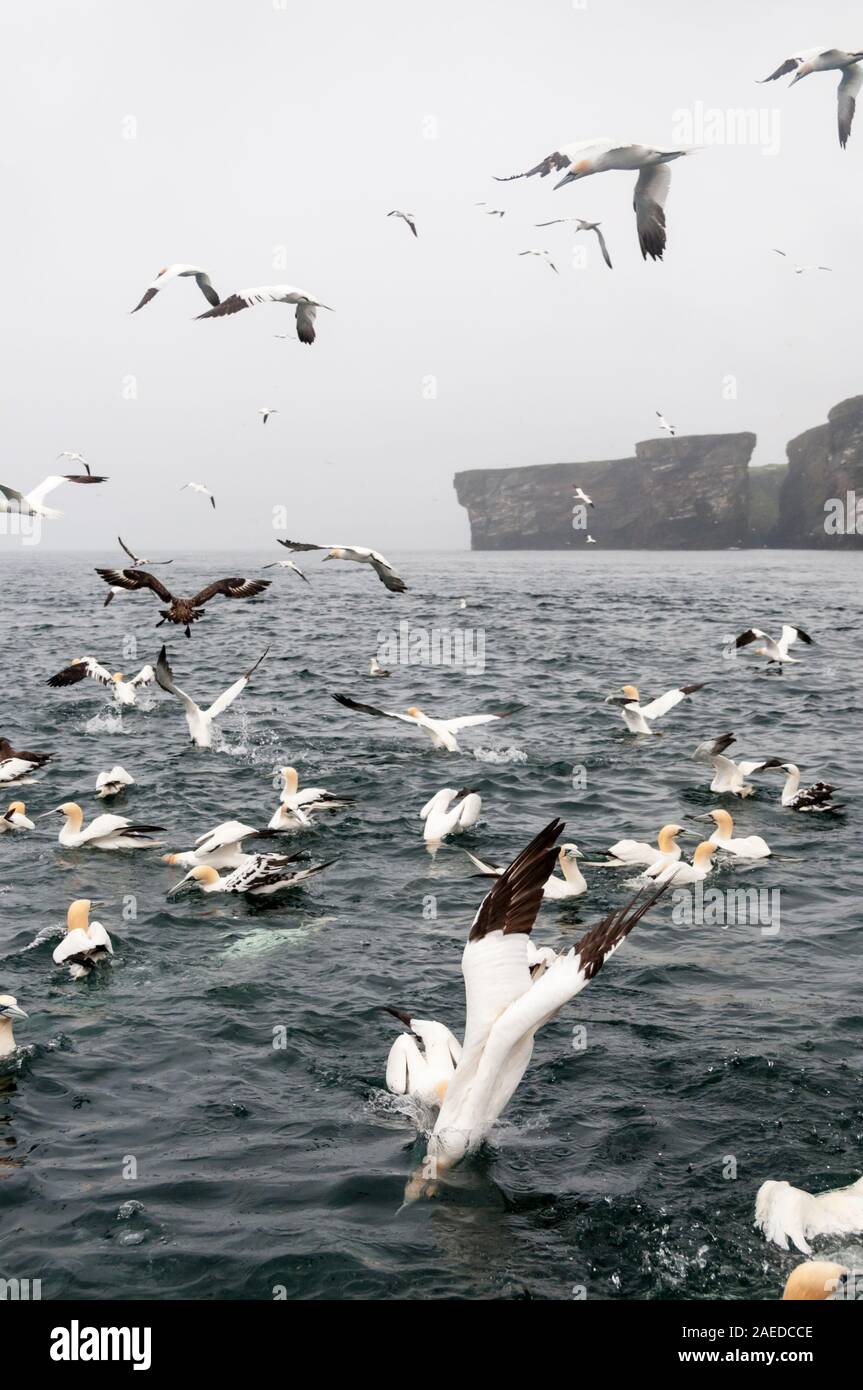 Northern gannet, Morus bassanus, Tauchen für Fische mit Flügeln gefaltet. Stockfoto