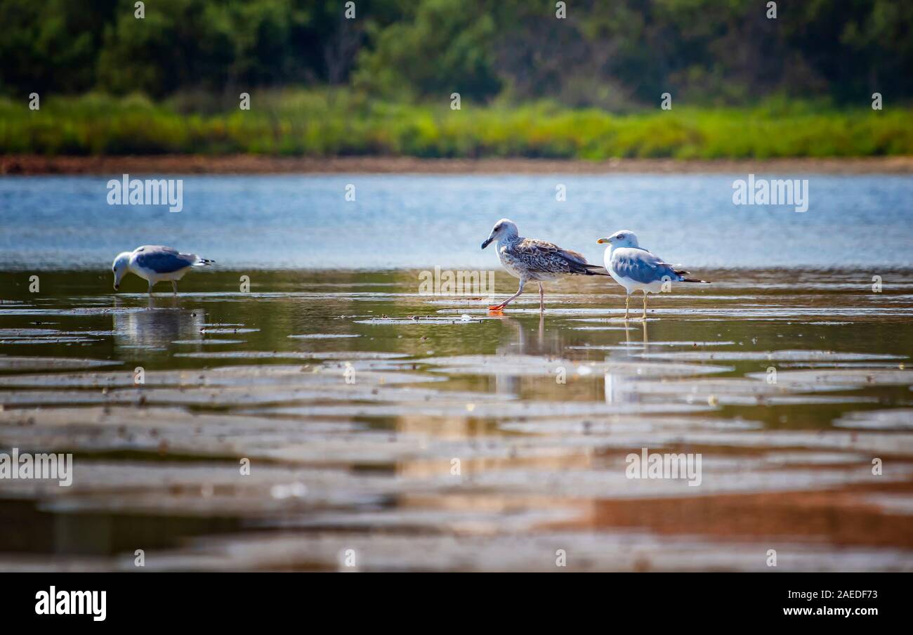 Möwen auf See in der Nähe von Chia Strand im Süden von Sardinien, Italien. Flamingos leben in der Wildnis. Es ist ein Salt Lake am Mittelmeer. Stockfoto