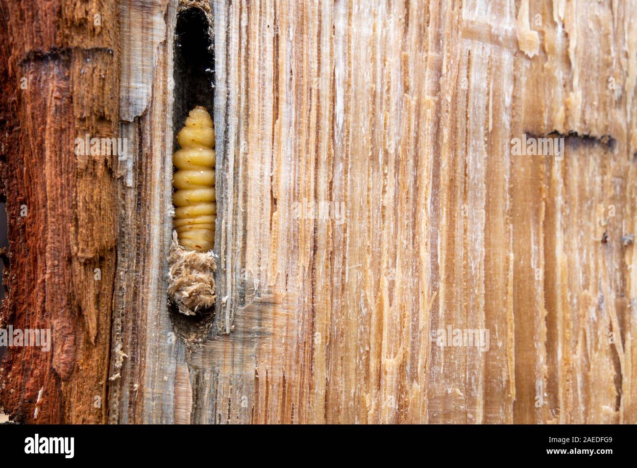 Insektenbefall in Eiche Holz, aus der Nähe. Nahaufnahme der gefallenen Eiche, mit Kettensäge geschnitten, macht Tunnel in den Wald erstellt von eine Larve Stockfoto