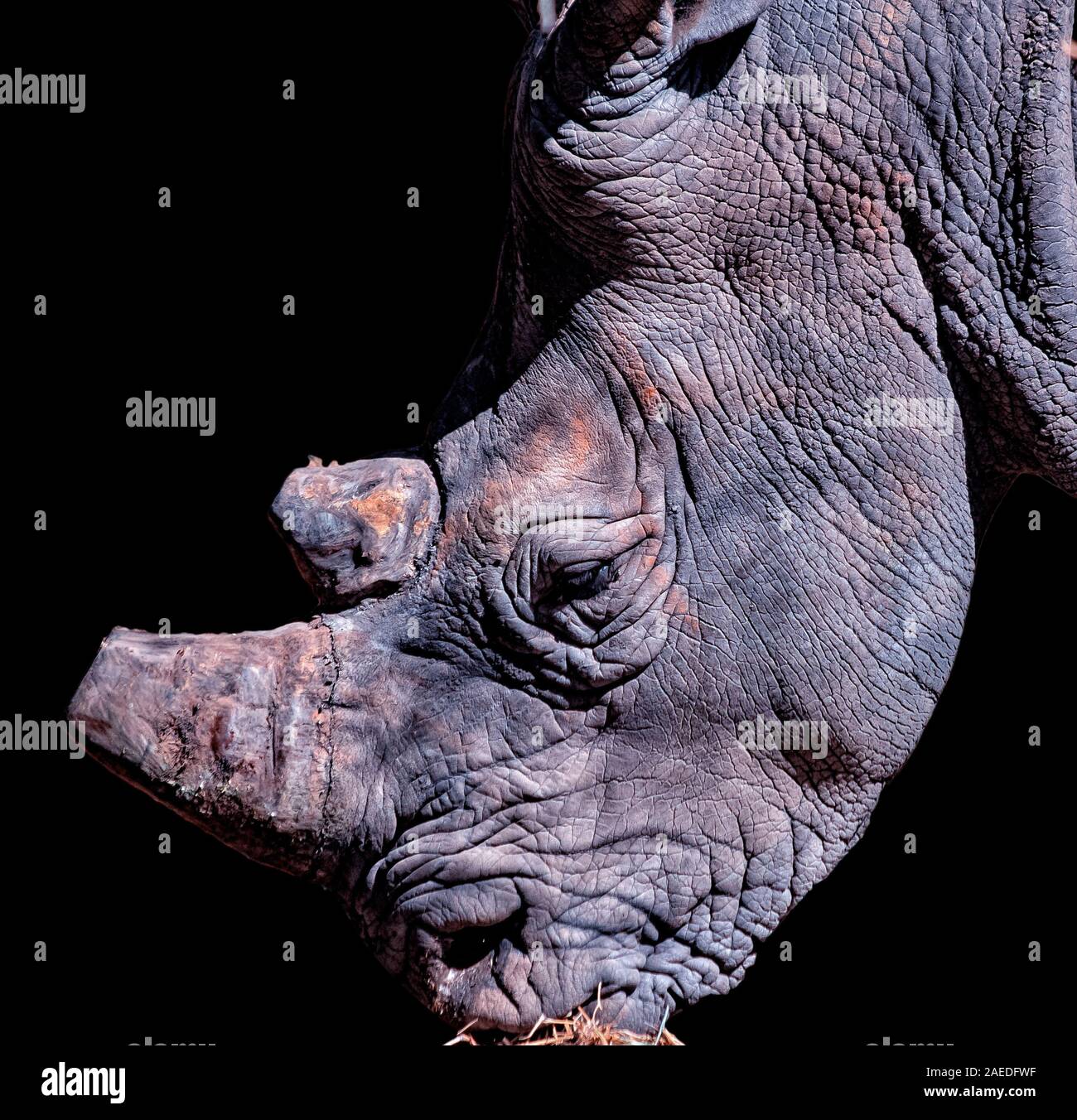 Portrait von Rhino mit schwarzem Hintergrund. Es ist ein Wildlife Photo aus Afrika auf einer Safari in der Reserve, bandia Senegal. Sein Horn ist abgeschnitten. Es ist ein Stockfoto