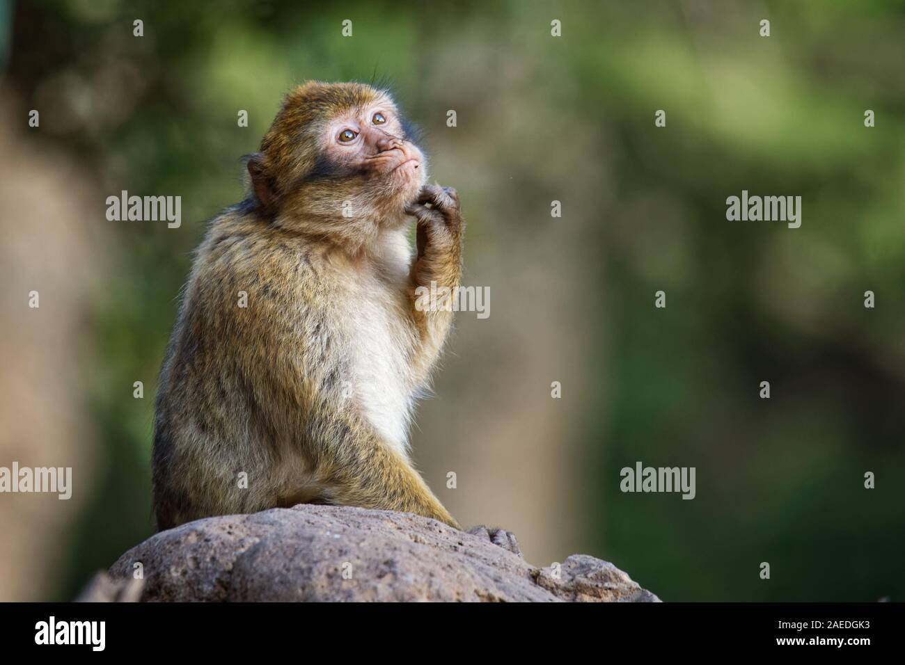 Barbary macaque - Macaca sylvanus auch Barbary ape oder magot, im Atlasgebirge von Algerien und Marokko gefunden zusammen mit einer kleinen Bevölkerung von Unce Stockfoto