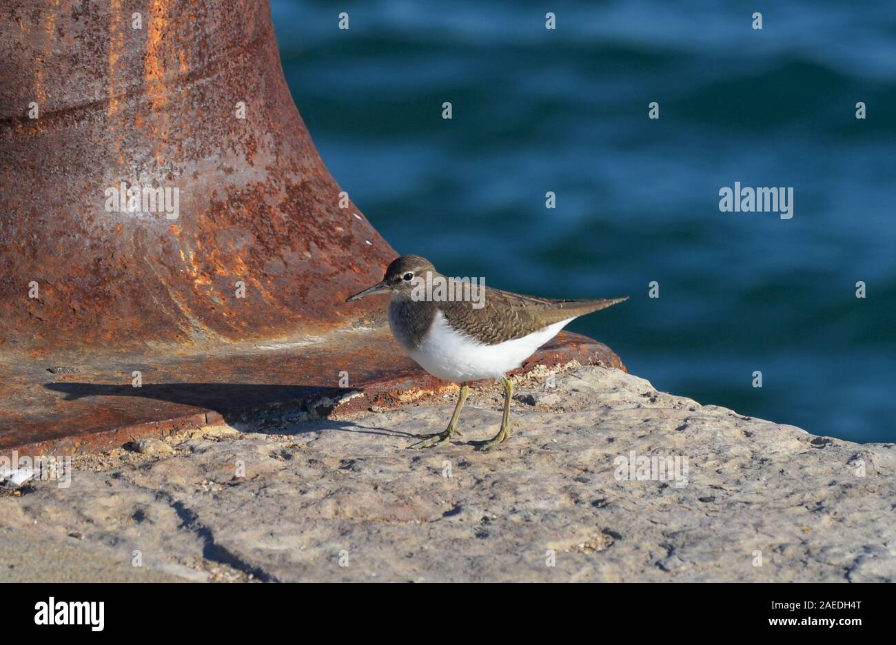 Flussuferläufer, Actitis hypoleucos, am Dock von Vila Real do Santo Antonio (Algarve, Portugal) Stockfoto