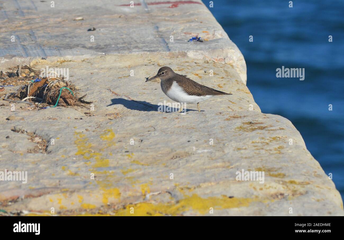 Flussuferläufer, Actitis hypoleucos, am Dock von Vila Real do Santo Antonio (Algarve, Portugal) Stockfoto