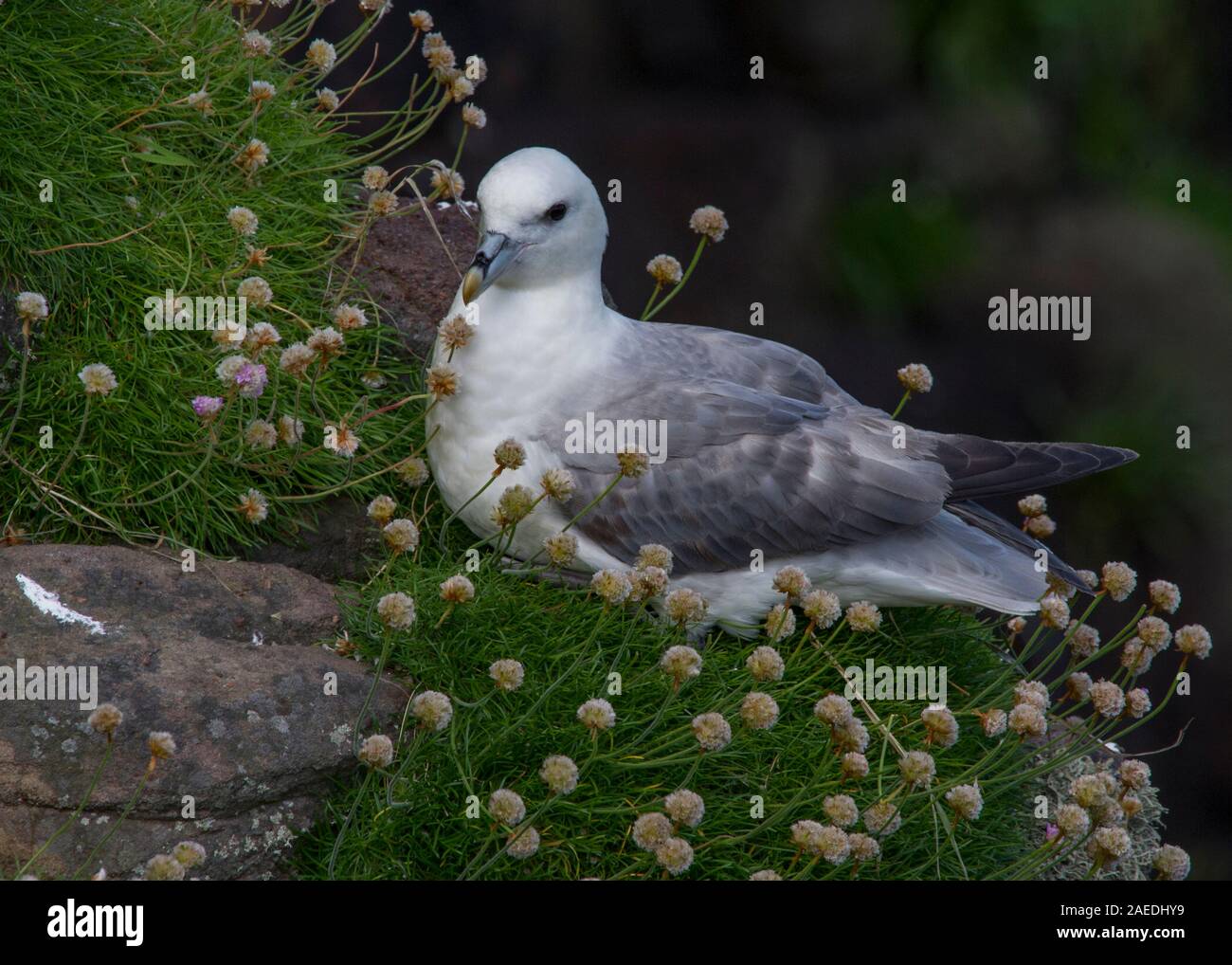 Eissturmvogel (Fulmaris glacialis), Handa Island, Sutherland Stockfoto