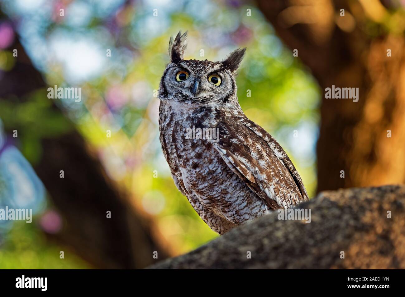 Gefleckte Eagle-Owl - Bubo africanus auch als afrikanische Uhu beschmutzt, und African Eagle - Eule, ist ein mittelständisches Eulenarten, einer der kleinsten Stockfoto