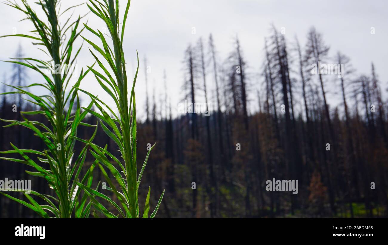 Waldverjüngung mit verbrannten Bäume nach dem Donnell Feuer, ein Jahr später. Darndanelle, Stanislaus National Forest auf Landstraße 108, Kalifornien. Stockfoto