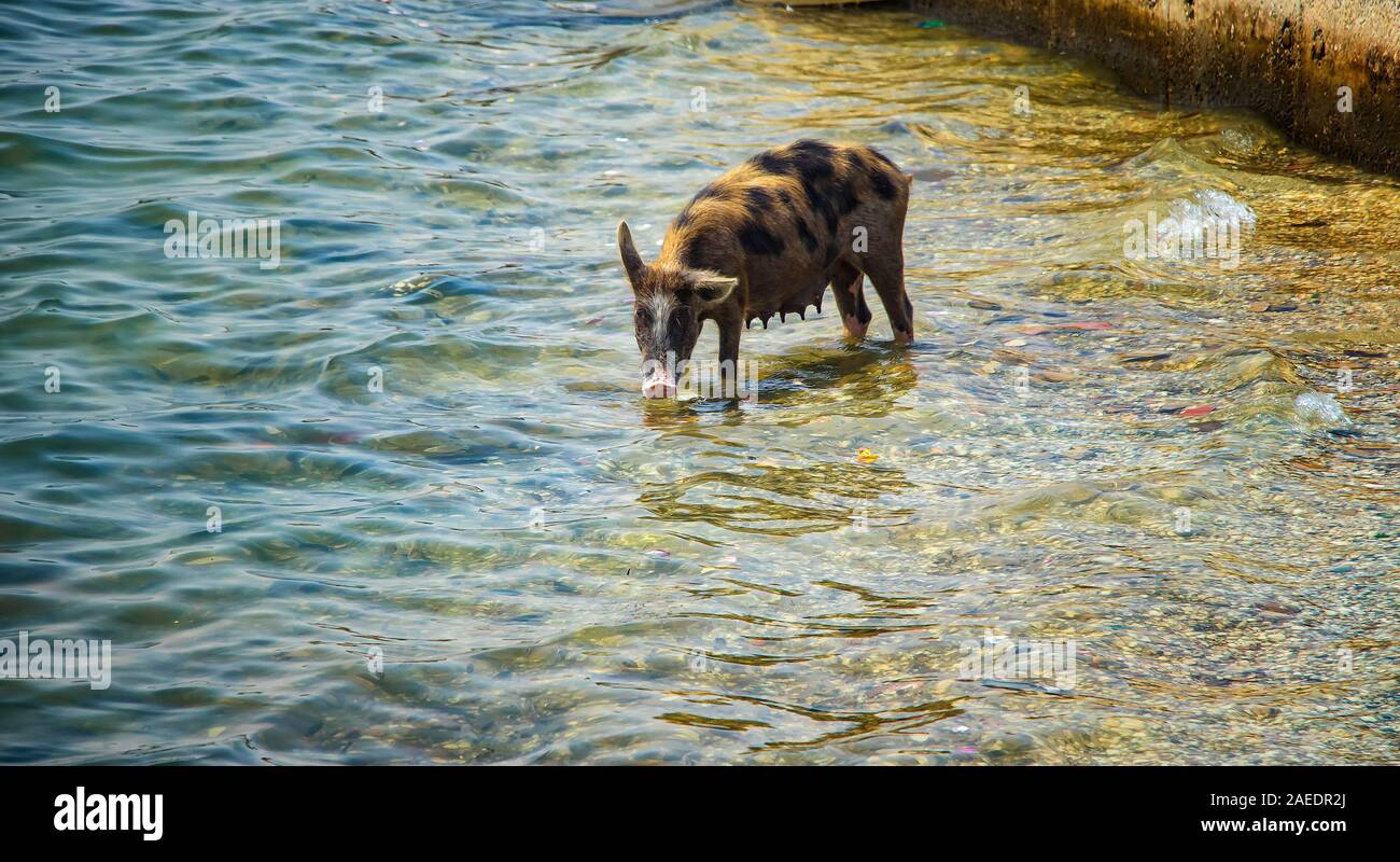 Das Schwein badet und schwimmt im Meer und Wasser trinkt. Es ist ein Wildlife Foto in Senegal, Afrika. Stockfoto