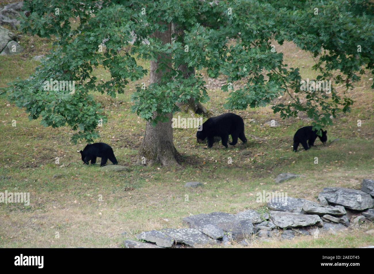 Mama und zwei kleinen schwarzen Bären in New Jersey Stockfoto
