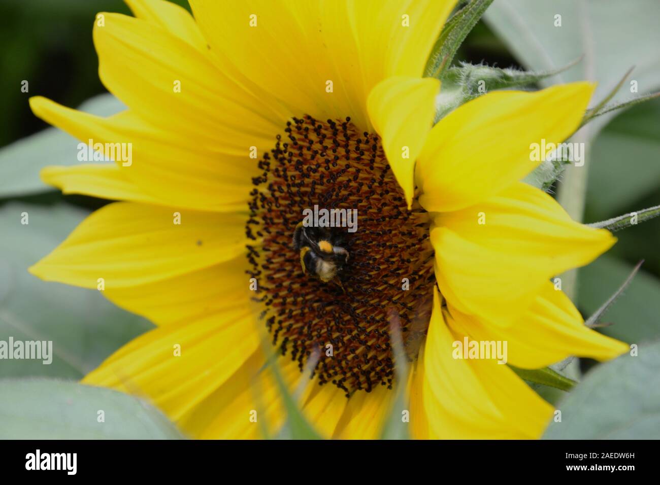 Gelb und Schwarz bumble bee in der Mitte eines großen Sonnenblumen (helianthus). Das Sitzen auf den braunen Samen in die Herzen, die durch leuchtend gelbe Peta umgeben Stockfoto