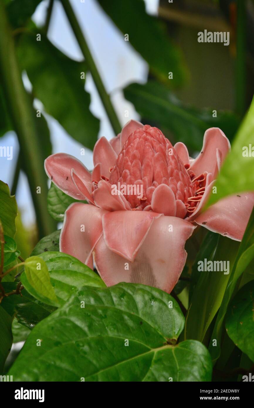 Dunkelrosa Blüte/Frucht auf ein Dschungel Pflanze: Kegel von kleineren Blütenblätter nach oben, durch das Plumpsen größere externe Blütenblätter umgeben. Eingebettet in üppige g Stockfoto