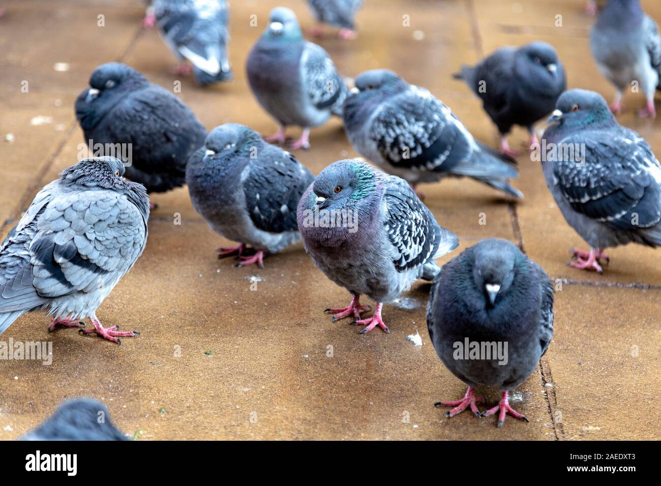 Tauben mit Federn als Isolierung, warm im Winter in der Stadt nähert, London, UK Stockfoto