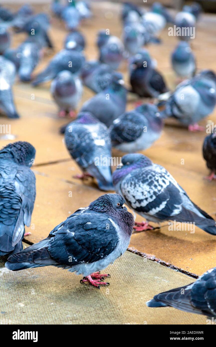 Tauben mit Federn als Isolierung, warm im Winter in der Stadt nähert, London, UK Stockfoto