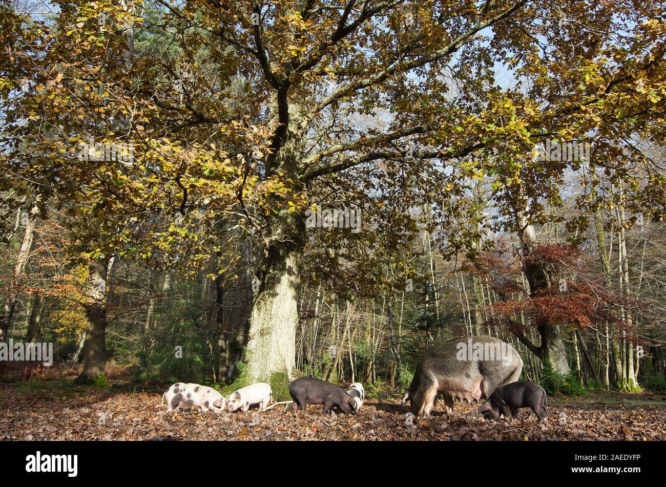 Schweine Roaming und essen Eicheln im New Forest unter einer Eiche in Bolderwood Stockfoto