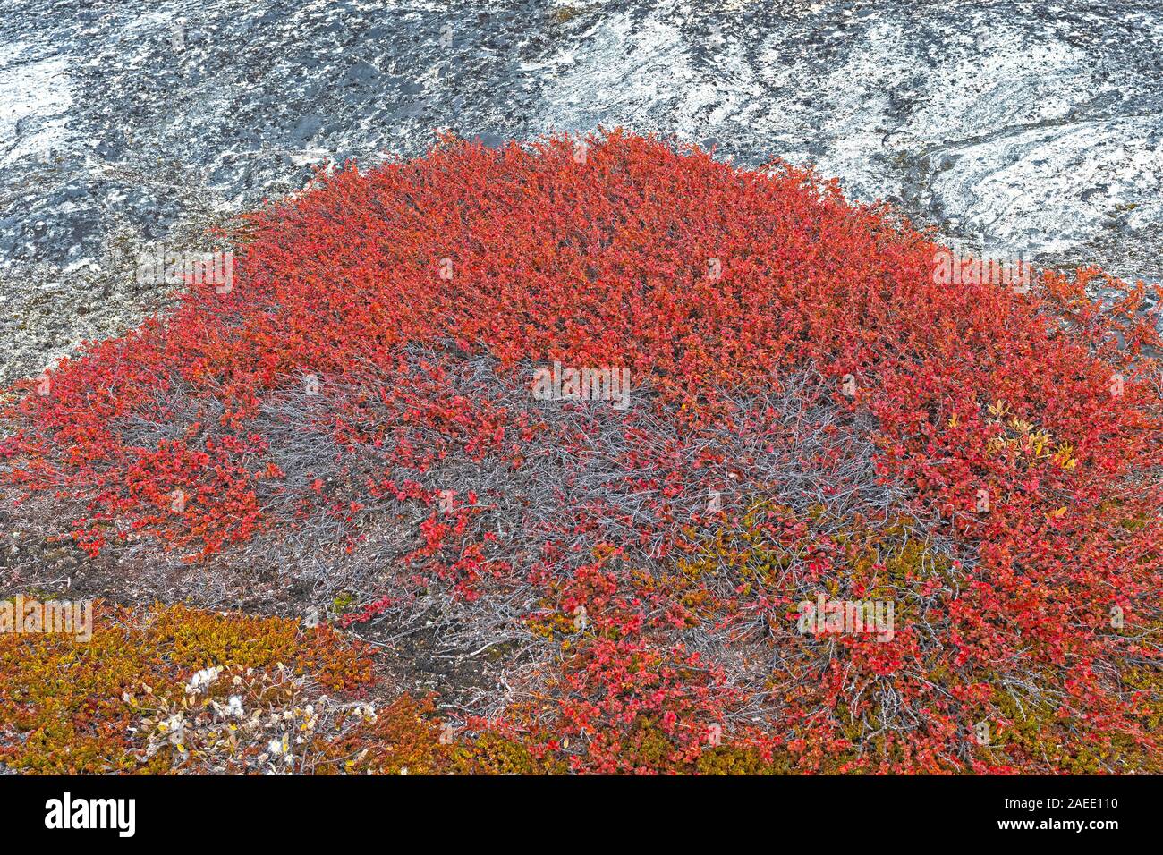Tundra Pflanzen im Herbst Farben in der Arktis durch den Eisfjord Ilulissat, Grönland Stockfoto