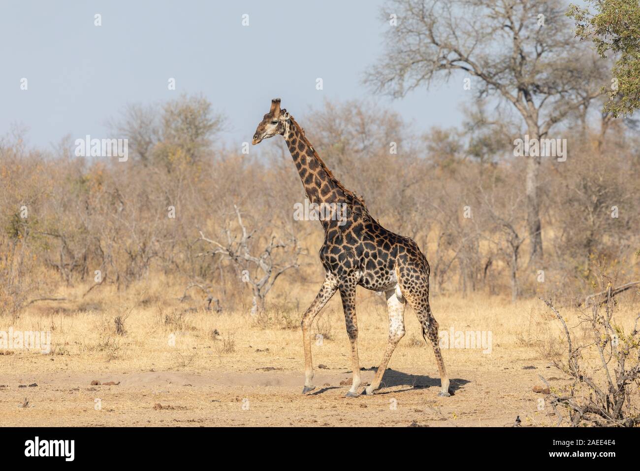 Afrikanische oder Büffel Stier, Krüger Nationalpark Stockfoto