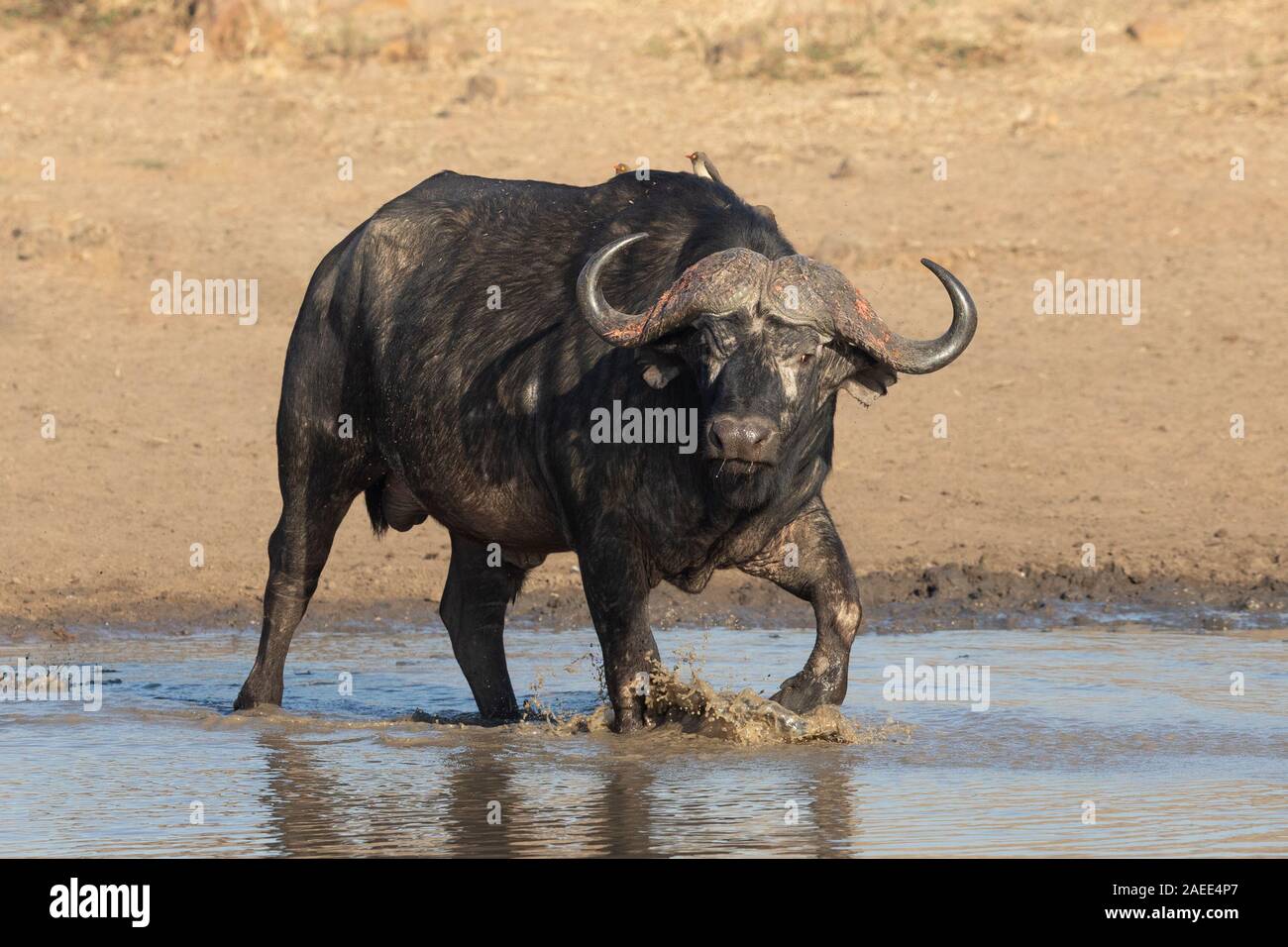 Afrikanische oder Büffel Stier, Krüger Nationalpark Stockfoto
