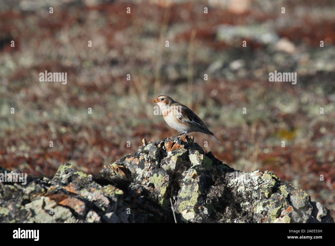 Junge Schneeammer (Plectrophenax nivalis) im Sommer Farben hocken auf einem Felsen, gefunden in der Nähe von Baker Lake, Nunavut Stockfoto