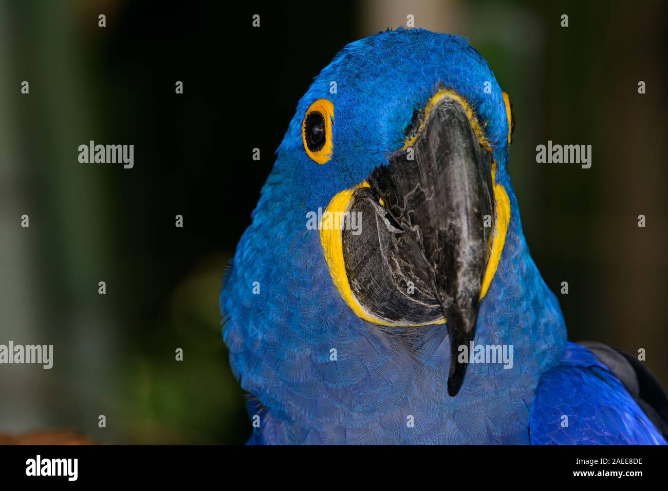 Hyazinth-Ara (Anodorhynchus Hyacinthinus), oder sieht Ara mit lebendigen, tiefblaue Federn. Stockfoto