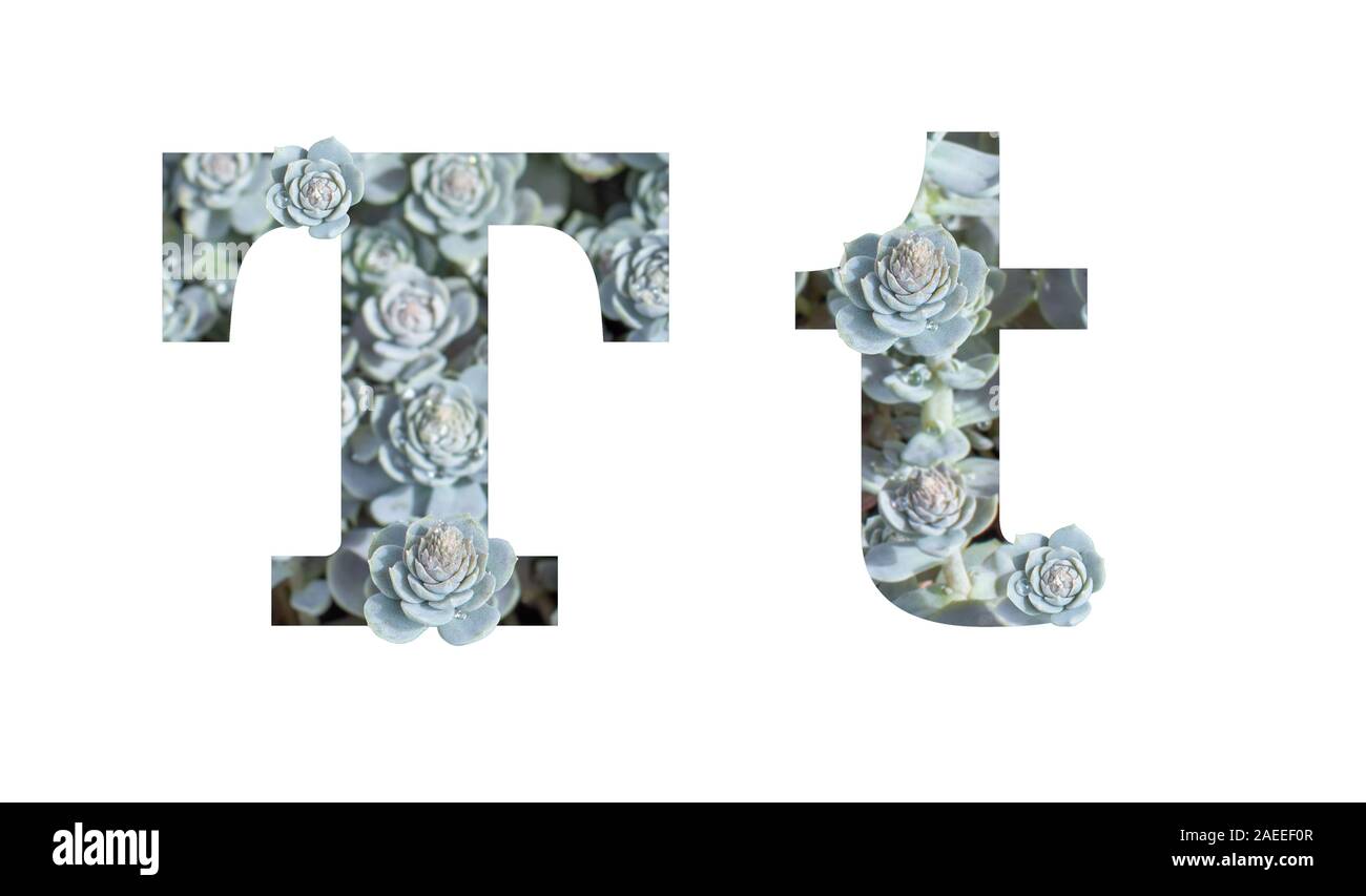 Buchstaben T Groß- und Kleinbuchstaben isoliert auf einem weißen  Hintergrund. Englische alphabet Grau Silber dekoriert mit Foto Pflanzen  Sukkulenten Crassula isolieren Stockfotografie - Alamy