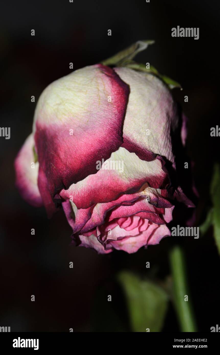 Rose verwelkt in Unschärfe auf einem dunklen Hintergrund. Stockfoto