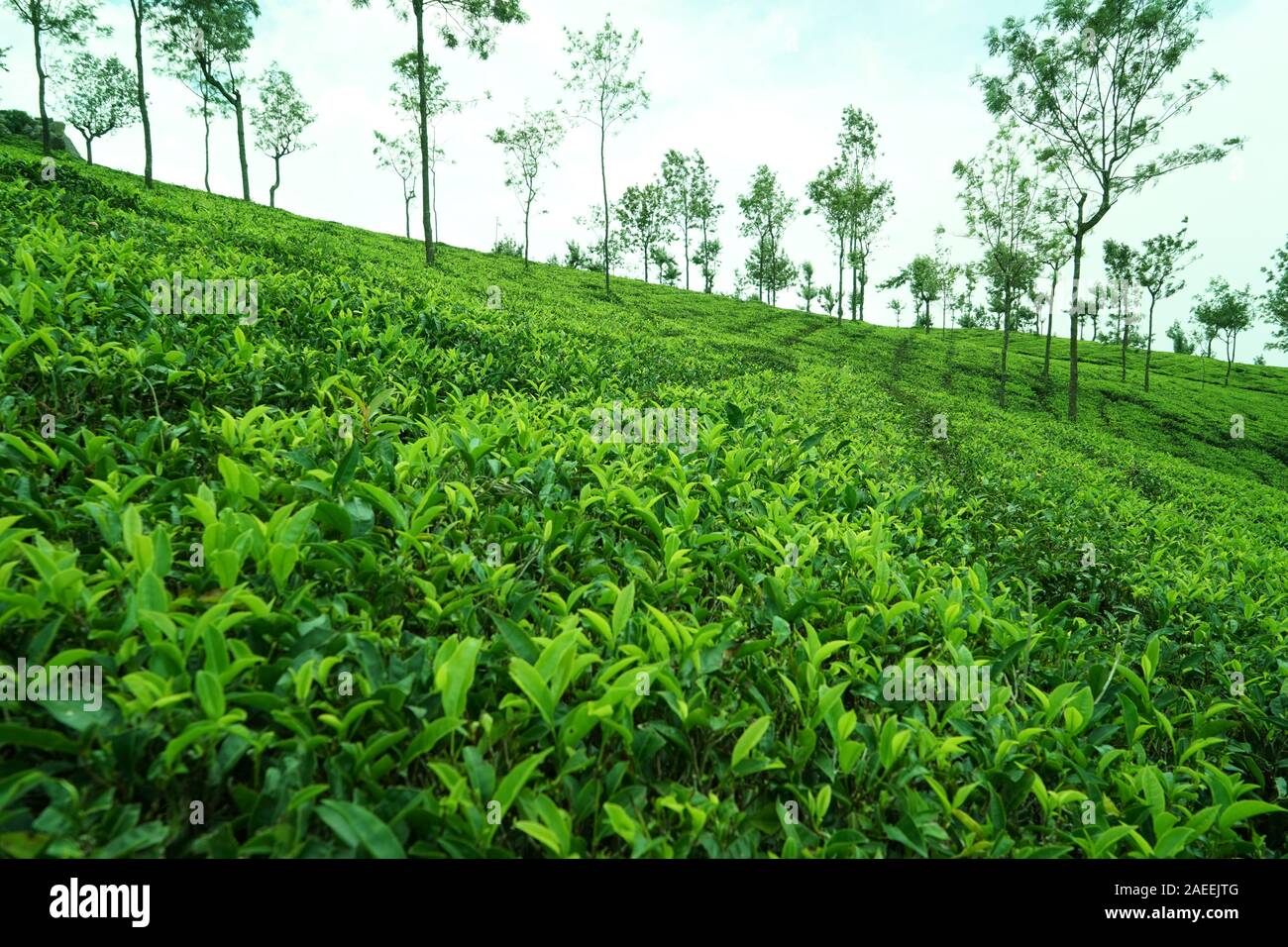 Tee Plantage, Kaffee Nest Resort, Singara Immobilien, Coonoor, Nilgiris, Tamil Nadu, Indien Stockfoto