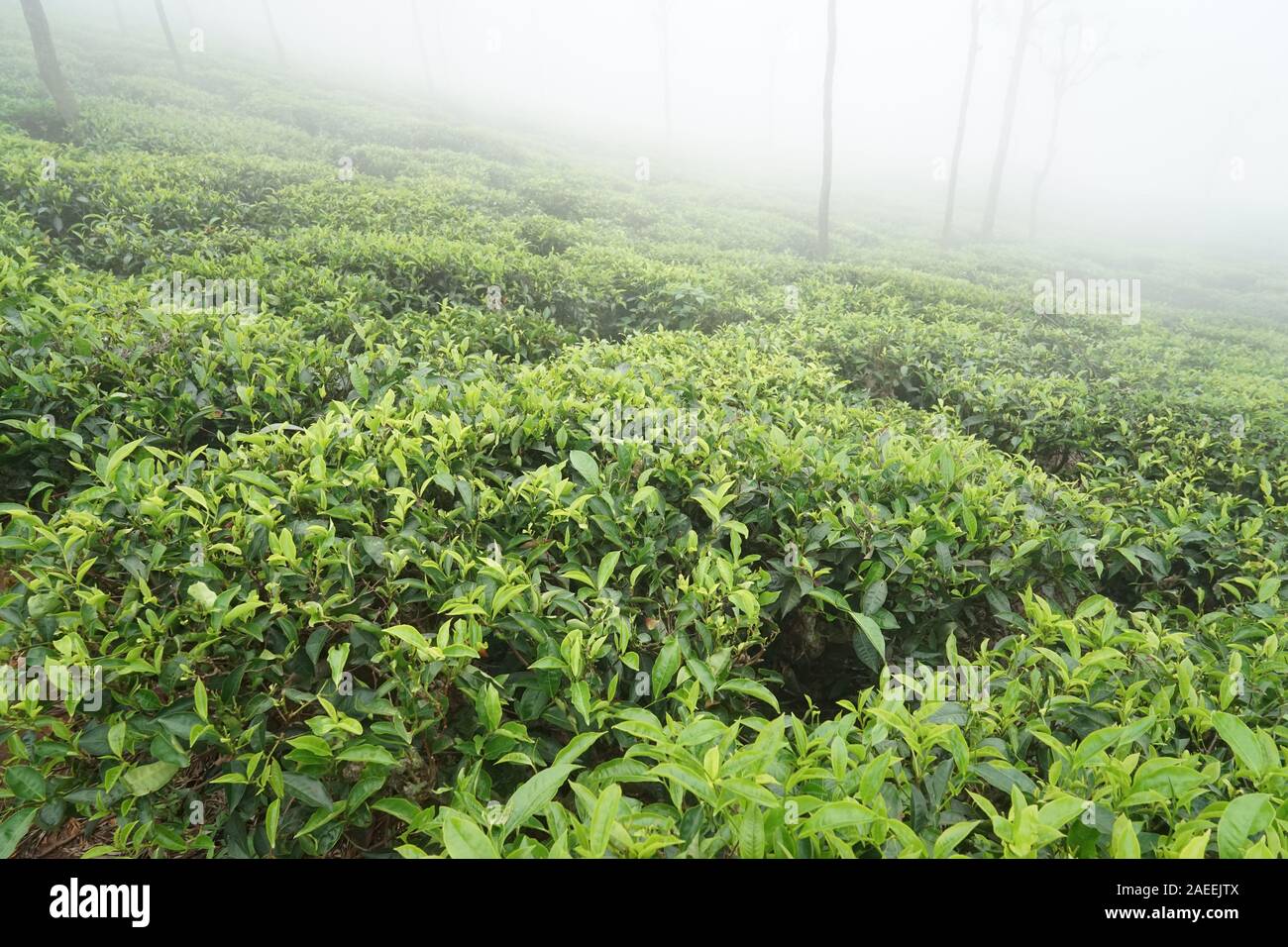Tee Plantage, Kaffee Nest Resort, Singara Immobilien, Coonoor, Nilgiris, Tamil Nadu, Indien Stockfoto