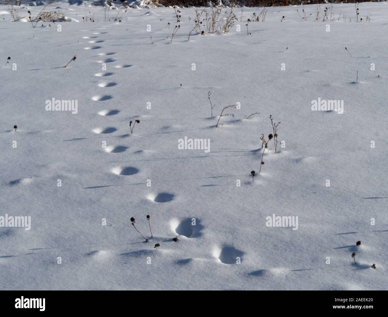 Quebec, Kanada. Wild animal Fuß druckt im Schnee Stockfoto