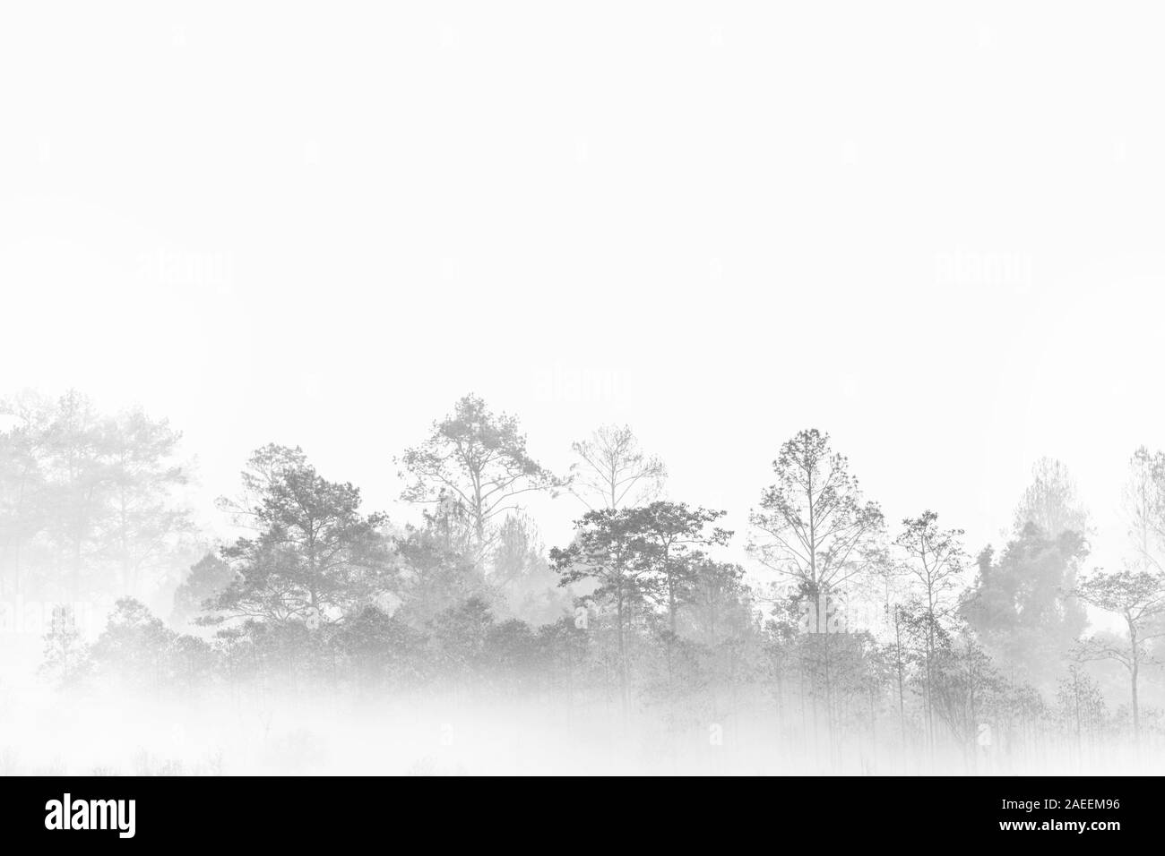 Silhouette Wald skizzieren. Nebel Dschungel bedeckt. Thailand mehrere Schichten tropischen Wald Land. Stockfoto