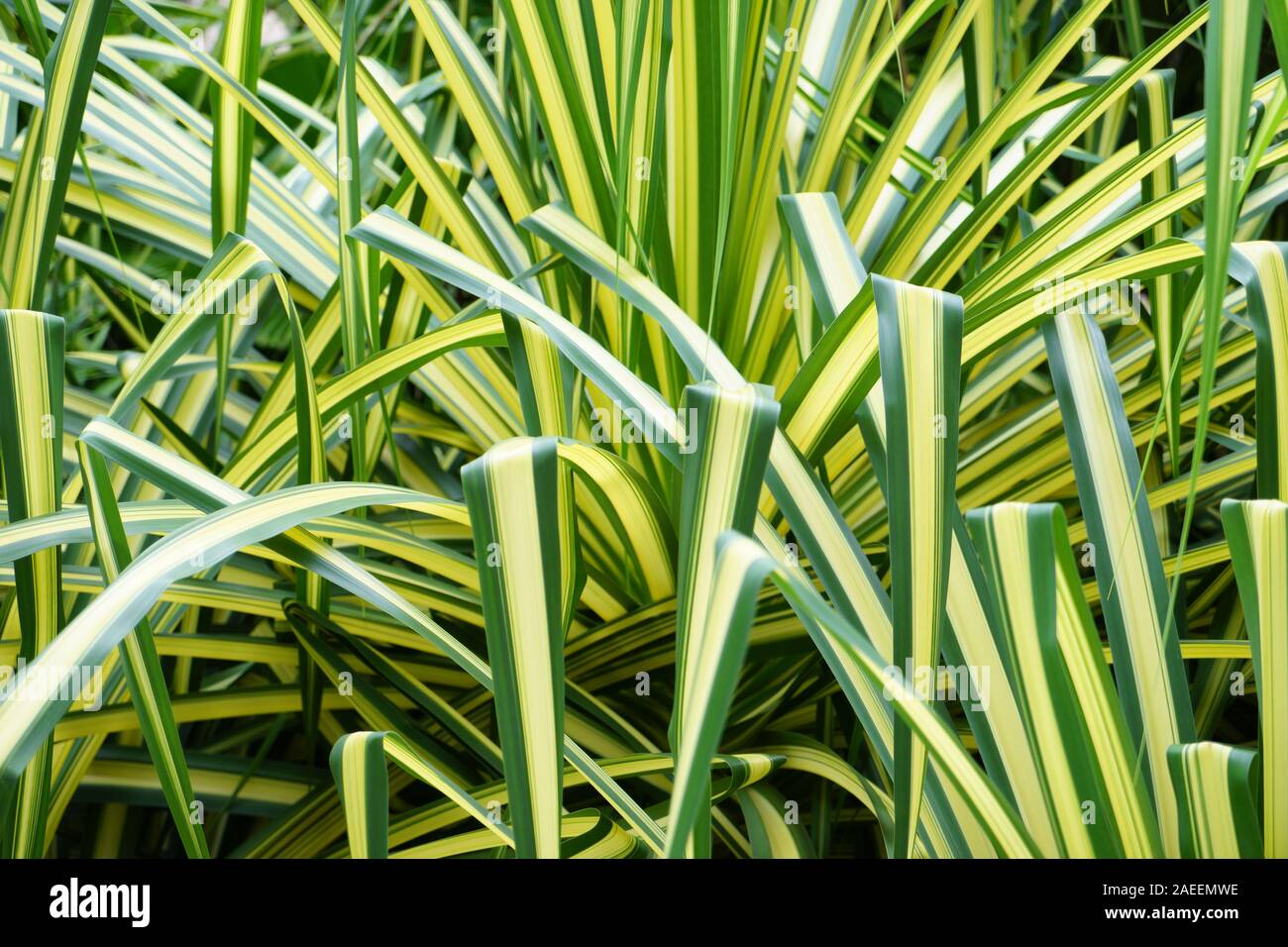 Gelb mit grünen Rand streifen Pflanze, Spider, Chlorophytum comosum Flugzeug Anlage Stockfoto