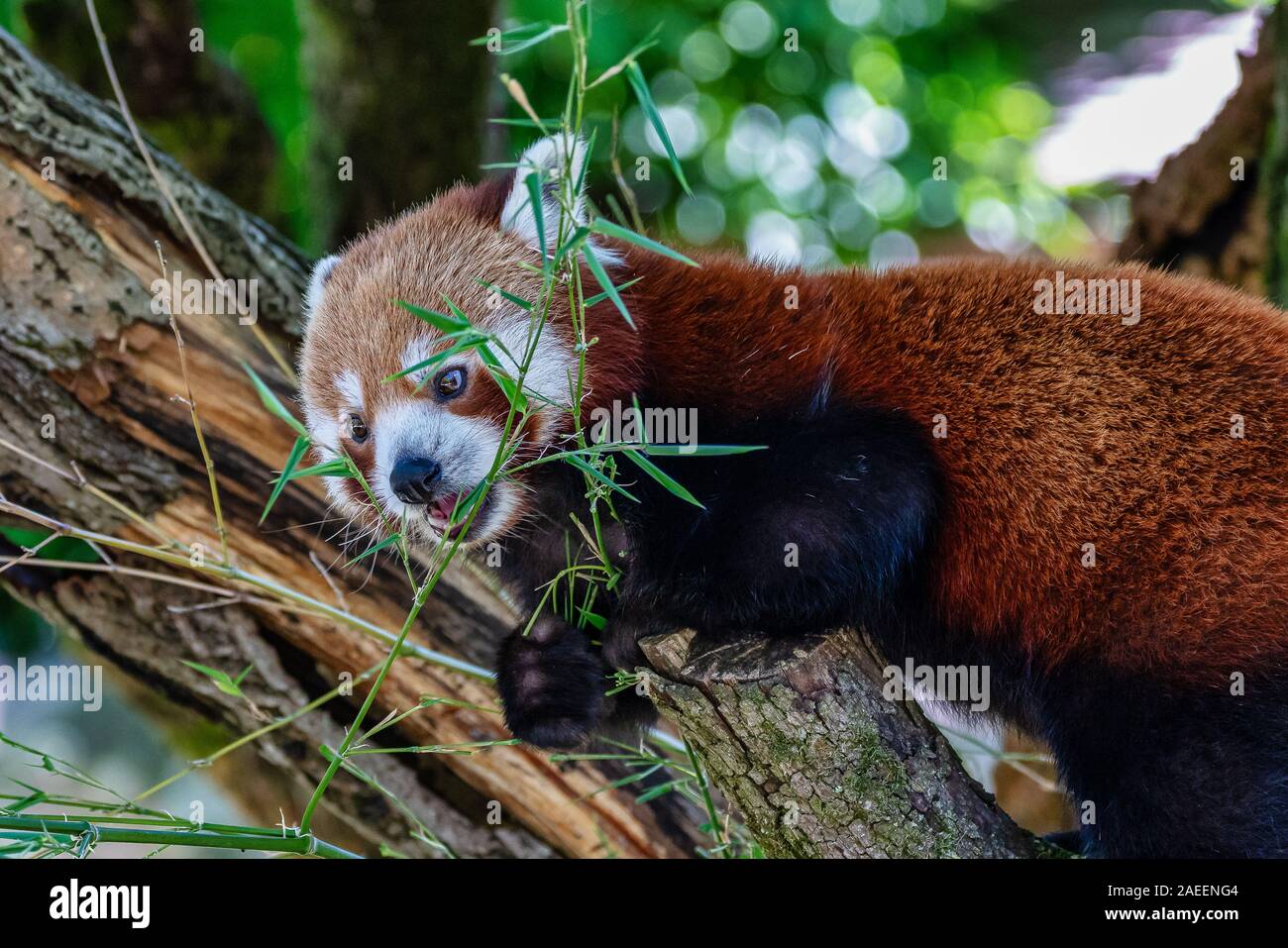 Den Roten Panda, Ailurus fulgens, der auch als Lesser Panda. Stockfoto