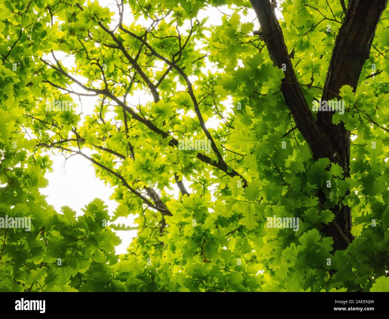 Junge grüne Eiche Blätter gegen den Himmel Stockfoto