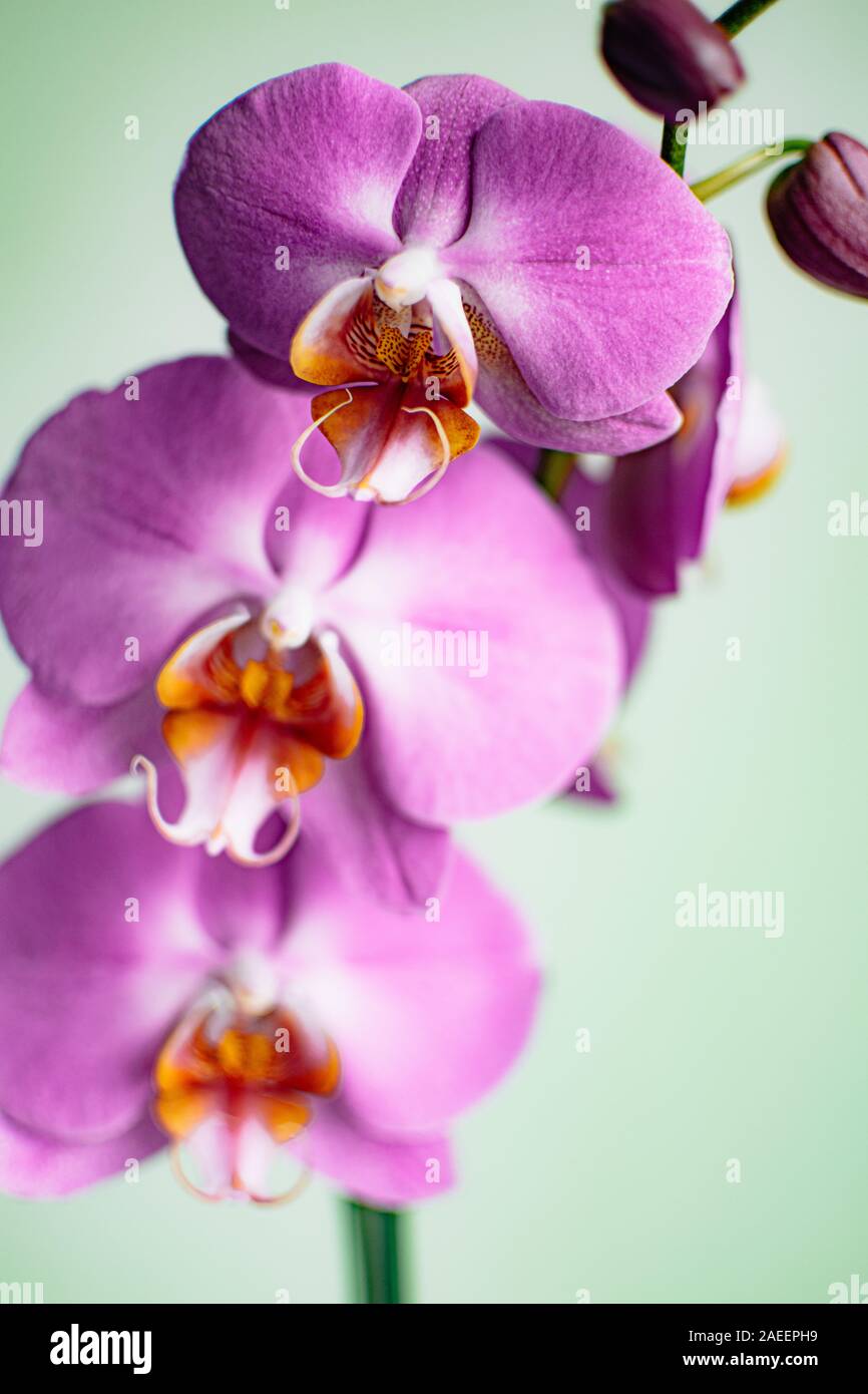 Eine Nahaufnahme von drei rosa Orchidee Blumen in voller Blüte Stockfoto