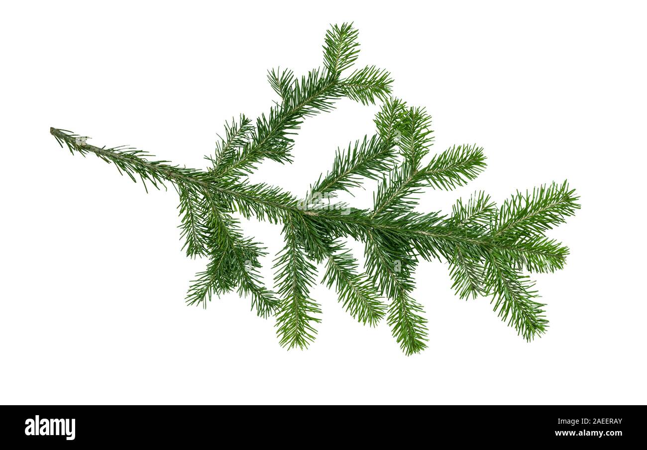 Natürliche Zweig der Tanne Weihnachtsbaum auf weißem Hintergrund Stockfoto