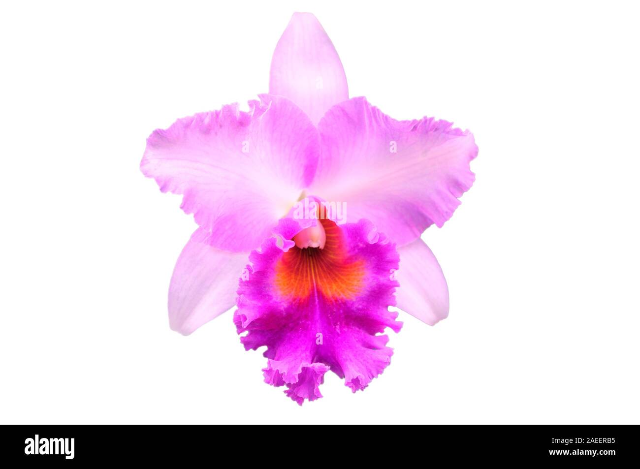 Phalaenopsis rosa Orchidee auf Weiß mit Freistellungspfad isoliert Stockfoto