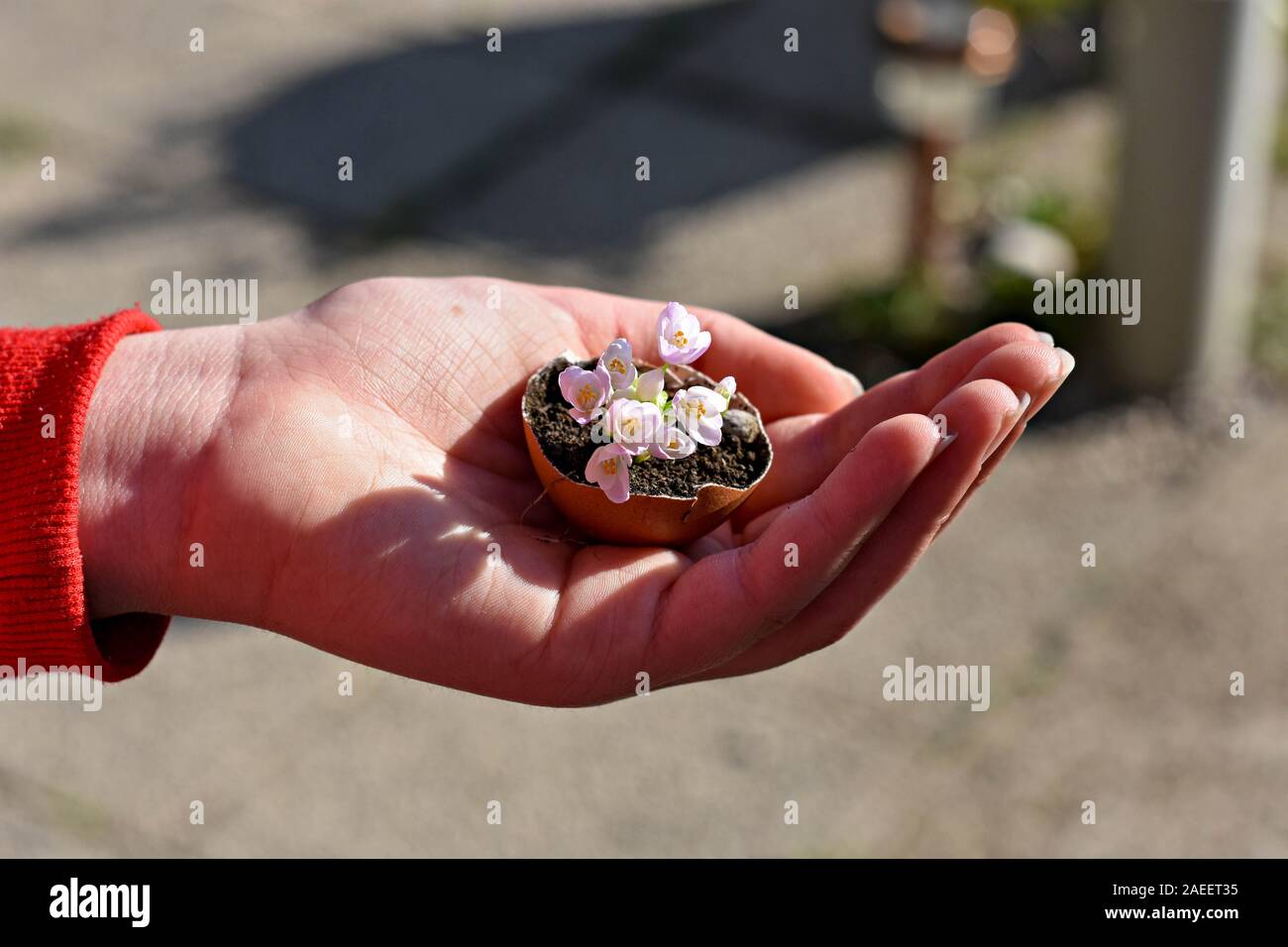Frau mit Mini rosa Blumen in Eierschalen/konzeptionellen Bild des Frühlings Erwachen und neue Anfänge Stockfoto