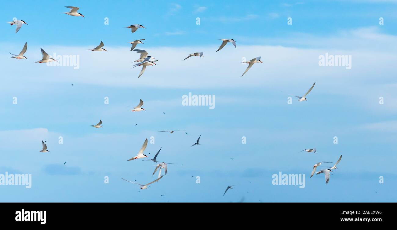 Herde roseate Seeschwalben im Flug auf Lady Elliot Island. Stockfoto